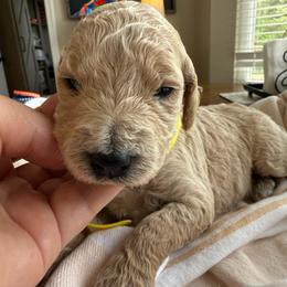 Cutie - Cream female Goldendoodle puppy in Chattanooga, Tennessee from Scenic City Doodles