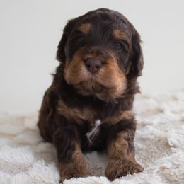 Soul - Brown male Cockapoo puppy in Savannah, Georgia from Vino and Vespa Doodles