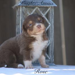 Australian Shepherd Puppies from Knight's Aussies