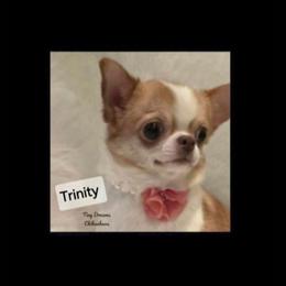 Trinity - Chihuahua