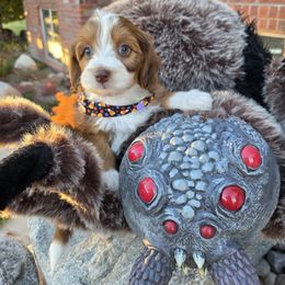 Peppermint Patty - female Australian Mountain Doodle puppy in Hooper, Utah from Saltwater Doodles