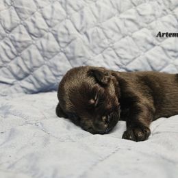 Labrador Retriever Puppies from Hicks Family Homestead
