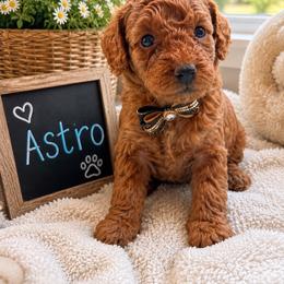 Astro - Red  male Goldendoodle puppy in Cooper City, Florida from Jenny La Bone