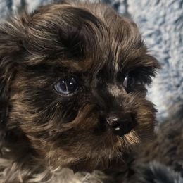 Jarvis - Merle male Cavapoo puppy in Lebanon, Kentucky from Mosaic Merle Doodles