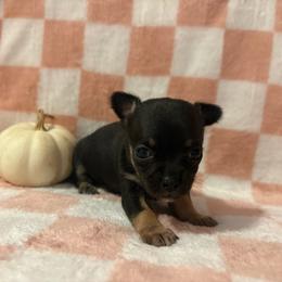 Precious - Black and white female Chihuahua puppy in Beckemeyer, Illinois from Guardian’s of the Chihuahuas
