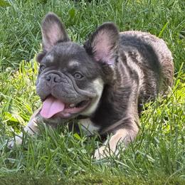 Baloo - Blue fawn male French Bulldog puppy in Shakopee, Minnesota from Fishie's Frenchies