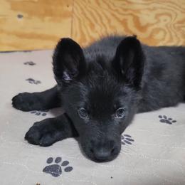 Yellow - Black female German Shepherd puppy in Rice Lake, Wisconsin from Inferno Shepherds