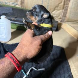 Girl 1 - Black and mahogany female Rottweiler puppy in Corydon, Indiana from Rottweiler von knight enterprise