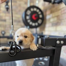 Boy 2 - Golden male Golden Retriever puppy in Tyler, Texas from Cedar Hollow Retrievers