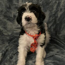 Aussiedoodles and Poodles from Covington Acres