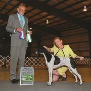Pointer All Grown Up from Cumbrian Kennel. Henri and Nancy Tuthill