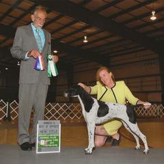 Pointer All Grown Up from Cumbrian Kennel. Henri and Nancy Tuthill