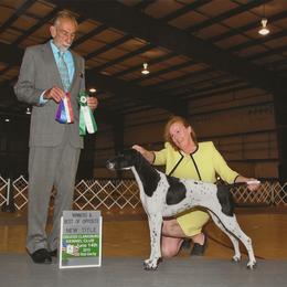 Pointer All Grown Up from Cumbrian Kennel. Henri and Nancy Tuthill