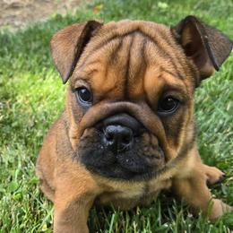 Bulldogs from Grace's Bulldogs