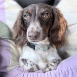 Maggie - Dachshund