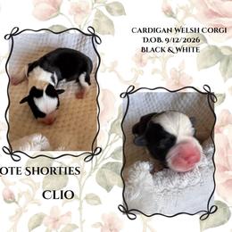 Clio - Black and white female Cardigan Welsh Corgi puppy in Casper, Wyoming from Flying Note Shorties