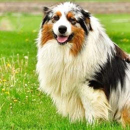 ARROW - Australian Shepherd