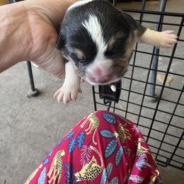 Pembroke Welsh Corgi Puppies from Enok Corgis