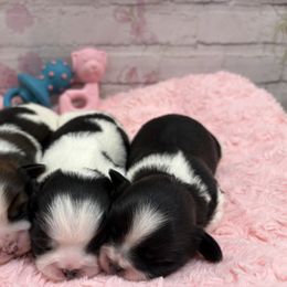 Shih Tzu Puppies from Delight Shihtzu