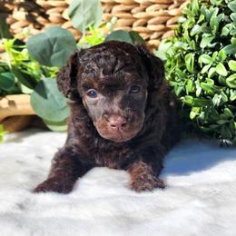 Bernedoodles, Cavapoos, Cockapoos, Goldendoodles, Havapoos, and Poodles from Farquharson's Poodles&Doodles