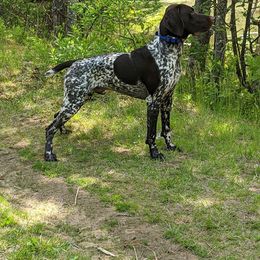 German Shorthaired Pointer All Grown Up from Fenton River GSP