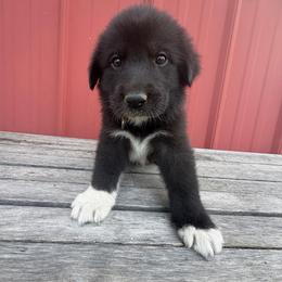 Girl 5 Scout orange collar - Black female Anatolian Pyrenees puppy in Clifton, Illinois from Mcginnis Guardian Dogs