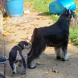 Miniature Schnauzer Puppies from Starbound Miniture Schnauzer's