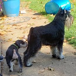 Miniature Schnauzer Puppies from Starbound Miniture Schnauzer's