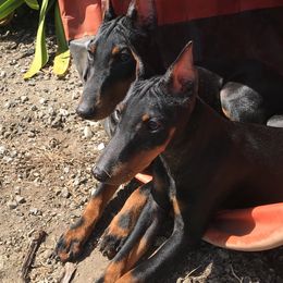 Manchester Terrier Puppies from Levendi