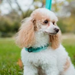 Poodles and Toy Australian Shepherds from Texas Kissed K9s