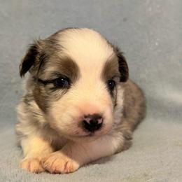 Lucky - Blue merle male Australian Shepherd puppy in Monroe, North Carolina from Meekey Family Aussies
