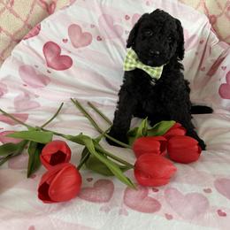 Fire - Black male Poodle puppy in St. Johnsbury, Vermont from Poodles of the Northern Woods