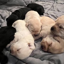 Labrador Retriever Puppies from Wading Waters Labradors