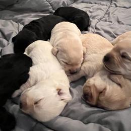 Labrador Retriever Puppies from Wading Waters Labradors