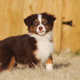 Australian Shepherd Puppies from KangaRoos Little Aussies