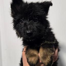 Red Collar Male - Black and tan male German Shepherd puppy in Ocala, Florida from Guardian Shepherds