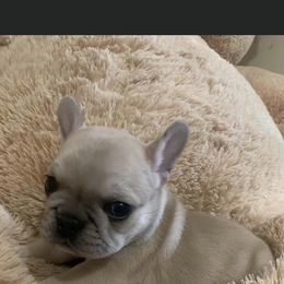 French Bulldog Puppies from Heartfelt Kennels