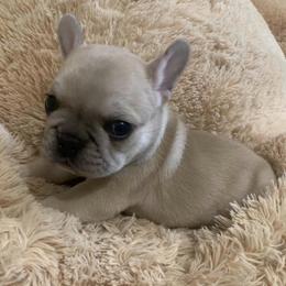 French Bulldog Puppies from Heartfelt Kennels