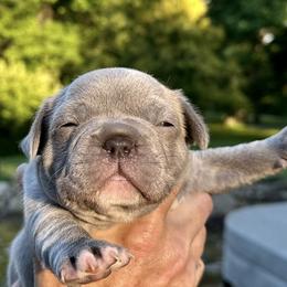 Vance - Blue male French Bulldog puppy in Pine Township, Pennsylvania from BlueCairo Frenchies