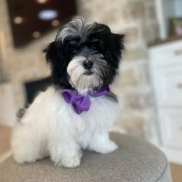 Vacita - Havanese