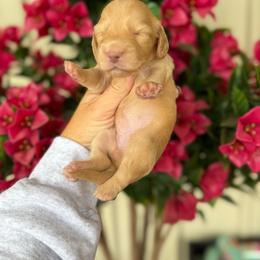 Daisy - Red female Dachshund puppy in Harold, Kentucky from Taylors Tiny Tails