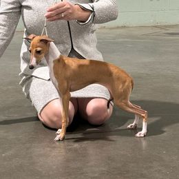 Italian Greyhound Puppies from Ruscelli Italian Greyhounds