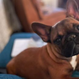 French Bulldogs from Frenchies of York
