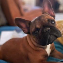 French Bulldogs from Frenchies of York