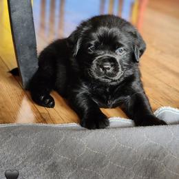 Ravenclaw - Black male Labrador Retriever puppy in Saunemin, Illinois from Shooting Star Labs
