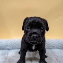 Olive - female Patterdale Terrier puppy in Yucaipa, California from Moormont Kennels