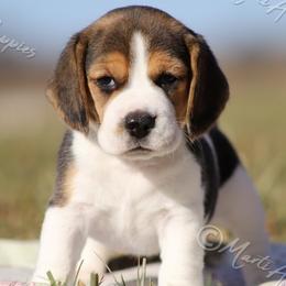 AKC 'Matilda' - Black tan and white female Beagle puppy in Lamar, Missouri from Marti Acres ~ Boston Terrier & Beagles