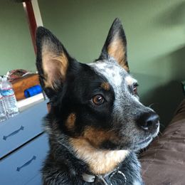 Bailey - Australian Cattle Dog