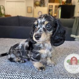 M-Summer Heat - Dapple male Dachshund puppy in Texarkana, Arkansas from Dogwood Acre Dachshunds