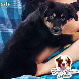 Brady - Black tri male Miniature Australian Shepherd puppy in Punta Gorda, Florida from Christie's Creekside Aussies